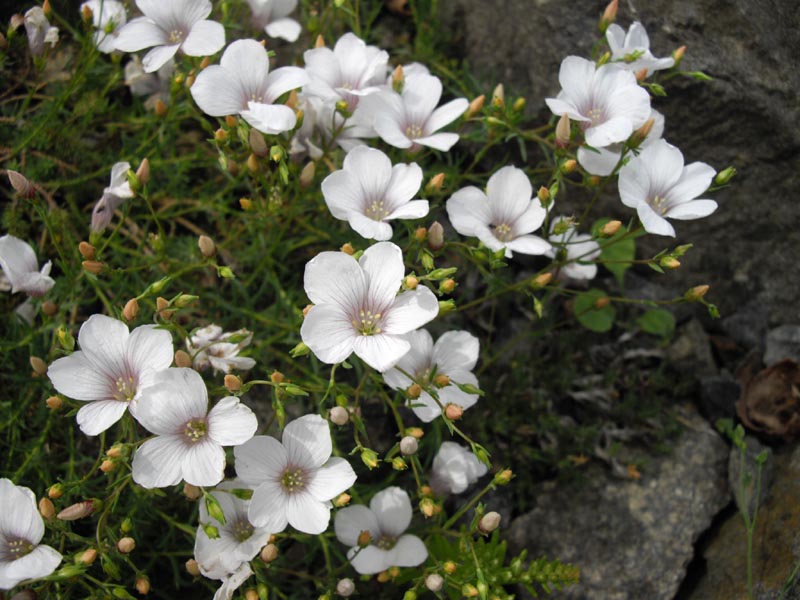 Linum suffruticosum ssp appressum photo